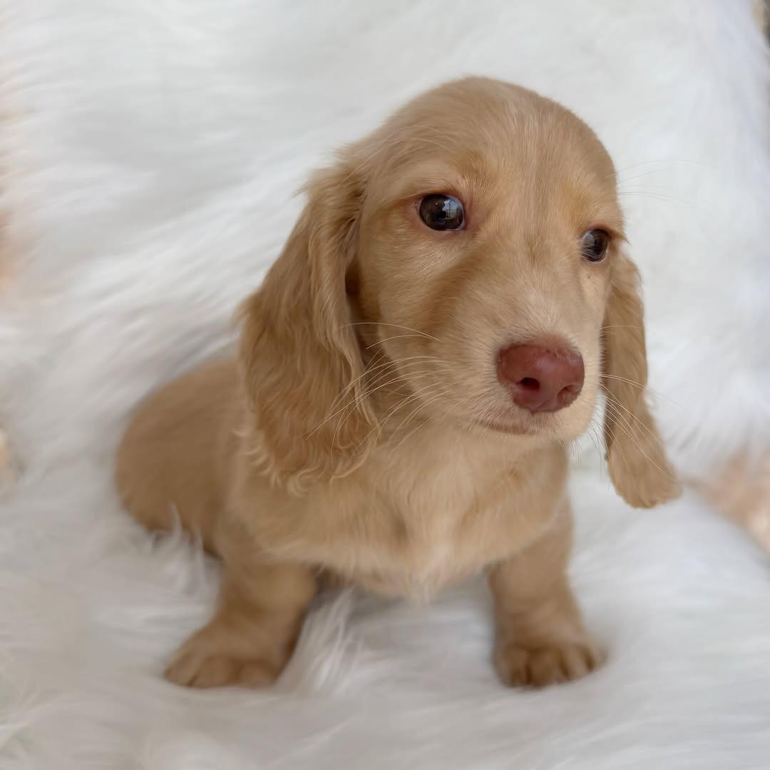Cream Miniature Dachshund