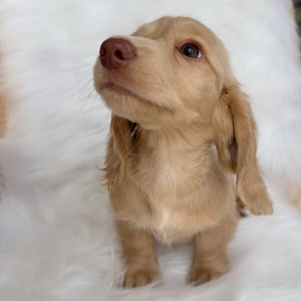 Cream Miniature Dachshund