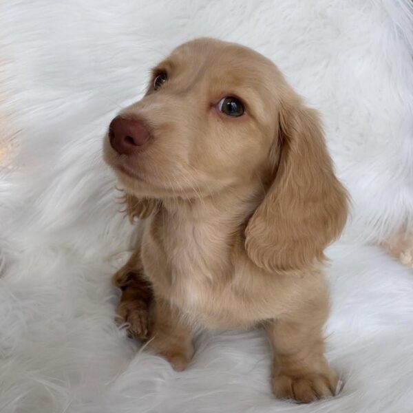 Cream Miniature Dachshund