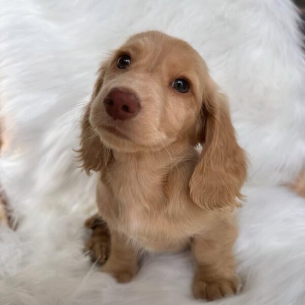 Cream Miniature Dachshund
