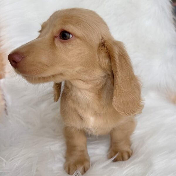 Cream Miniature Dachshund