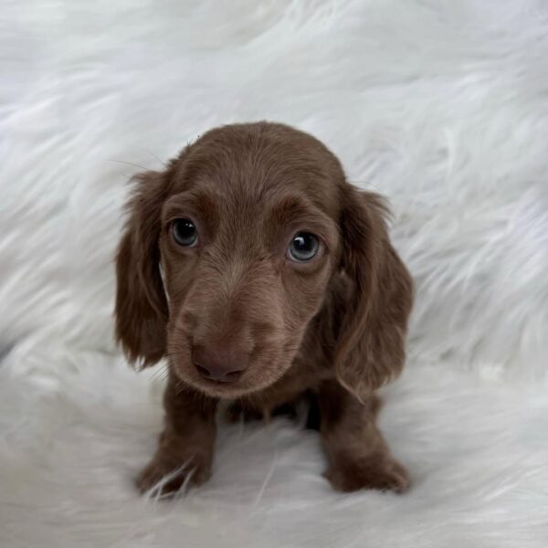 Long-Haired Miniature Dachshund for Sale