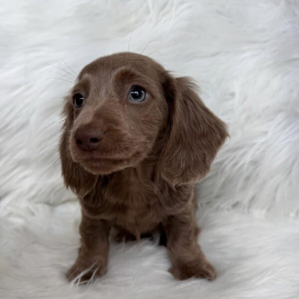 Long-Haired Miniature Dachshund for Sale