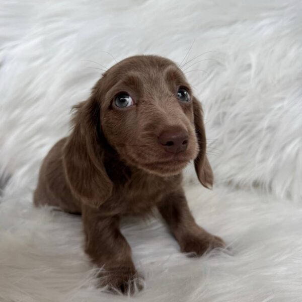 Long-Haired Miniature Dachshund for Sale