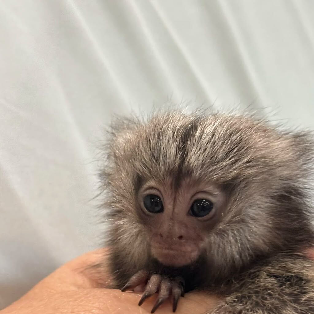 marmosets monkeys for sale