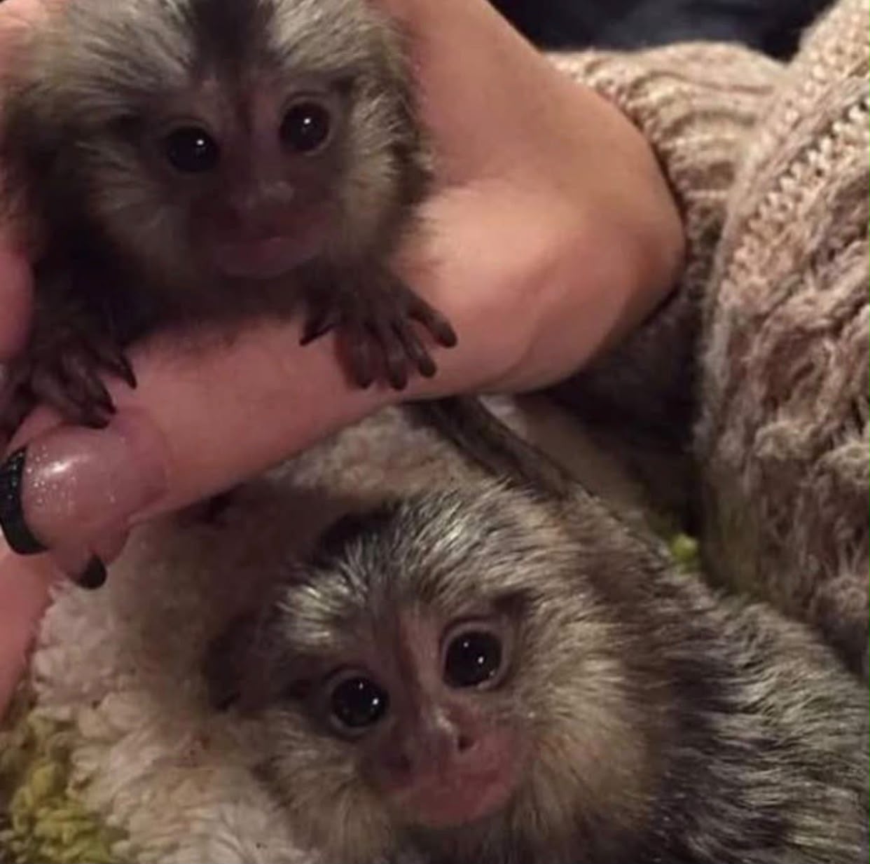 marmosets monkeys for sale