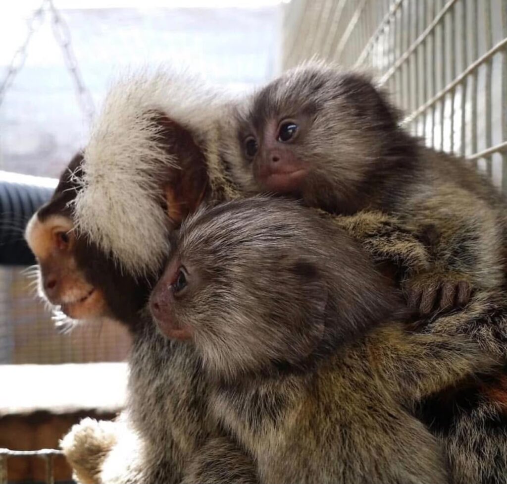 marmosets monkeys for sale
