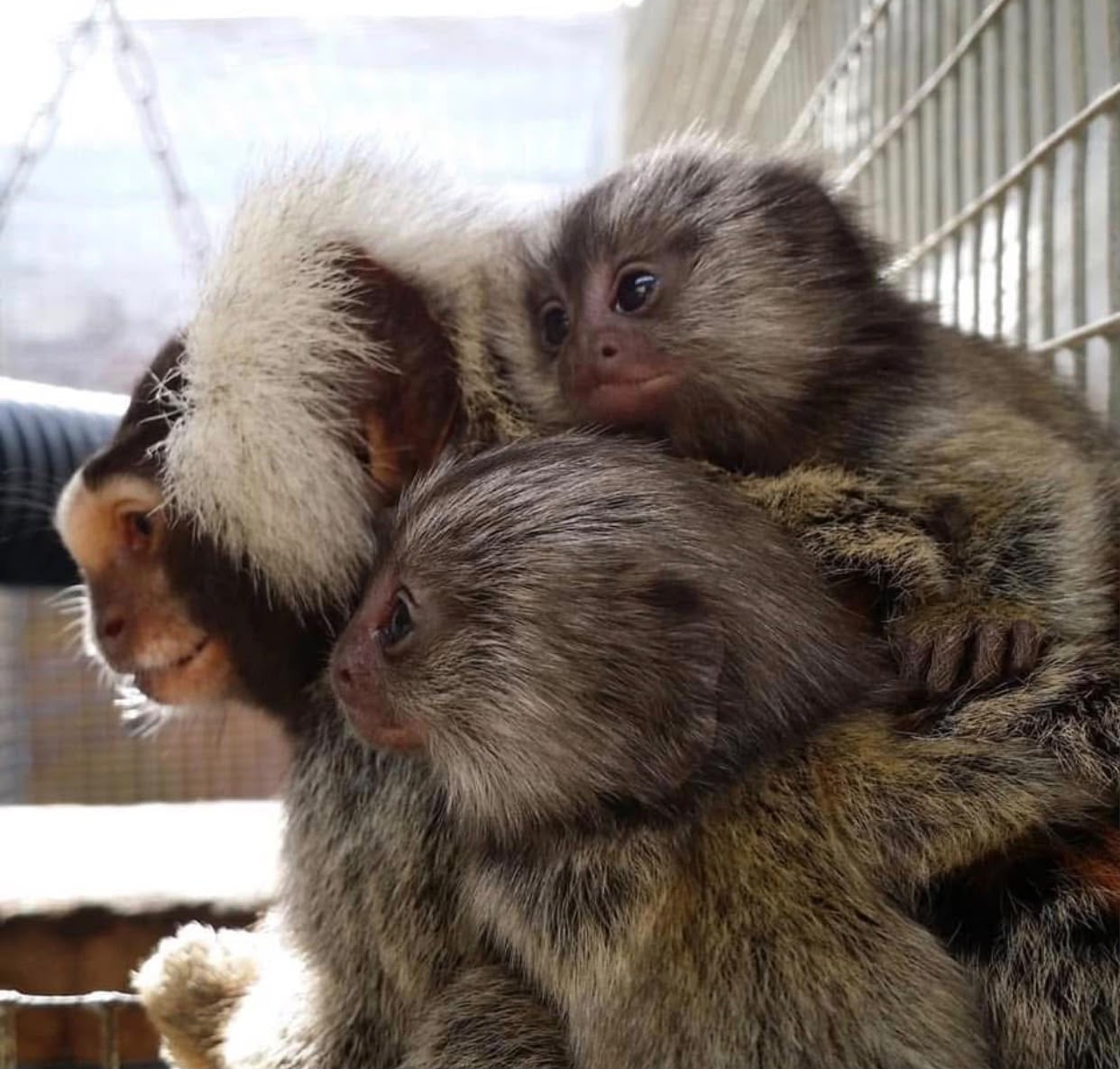 marmosets monkeys for sale